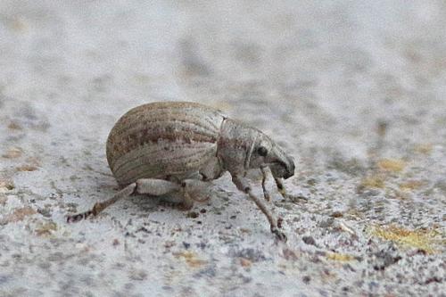 Réf. 258 699 : Attactagenus plumbeus